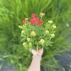 Krwawnik pospolity Skysail RED - Czerwona odmiana Achillea millefolium 'Skysail RED' 4