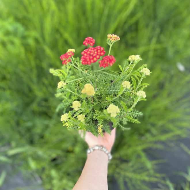 Krwawnik pospolity Skysail RED - Czerwona odmiana Achillea millefolium 'Skysail RED' 4