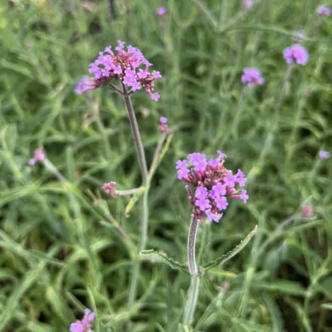 Werbena (Verbena) - fioletowa obficie kwitnąca Verbena 3