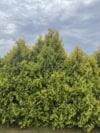 Cyprysik GOLDEN WONDER - złota odmiana sadzonka Chamaecyparis lawsoniana 'Golden Wonder' 5