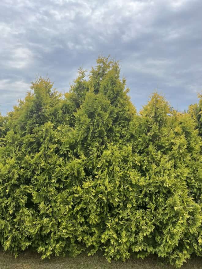 Cyprysik GOLDEN WONDER - złota odmiana sadzonka Chamaecyparis lawsoniana 'Golden Wonder' 5