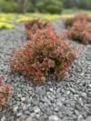 Berberys Thunberga Admiration - czerwony kulisty Berberis Thunbergii 'Admiration' 5