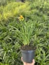 Liliowiec Stella de Oro (Hemerocallis) - ŻÓŁTY Hemerocallis Stella de Oro 3