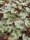 Żurawka Heuhera Venus Heuchera 'Venus' 1