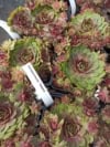 Rojnik Tesoro Zielono-czerwony Sempervirum Tesoro Zielono 3