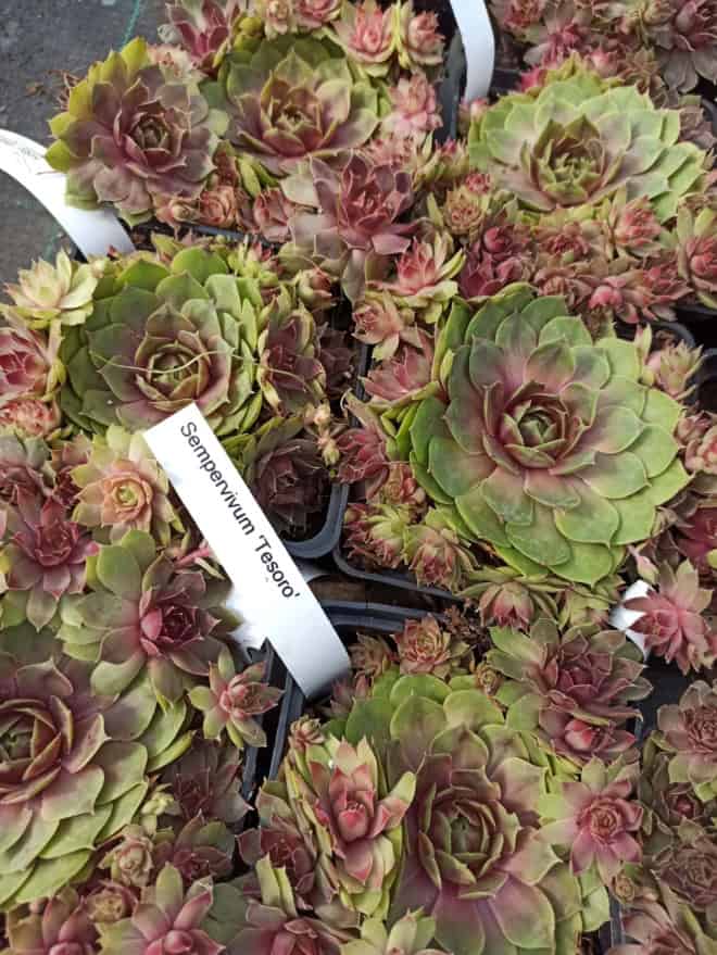 Rojnik Tesoro Zielono-czerwony Sempervirum Tesoro Zielono 3