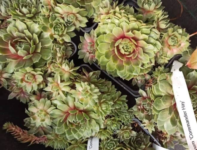 Rojnik (Sempervivum) - niski sukulent Smpervirum 8