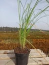 Trawa Pampasowa WHITE PLUME - biała Cortaderia selloana 'White plume' 2