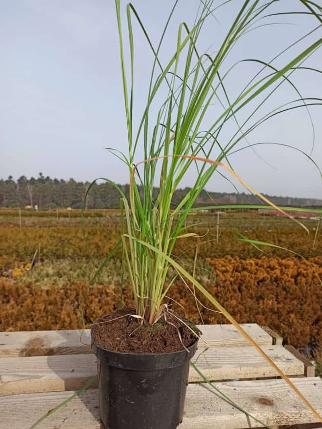 Trawa Pampasowa WHITE PLUME - biała Cortaderia selloana 'White plume' 2