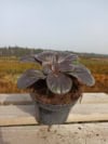 Bergenia BACH - Różowa Bergenia cordifolia 'Bach' 2