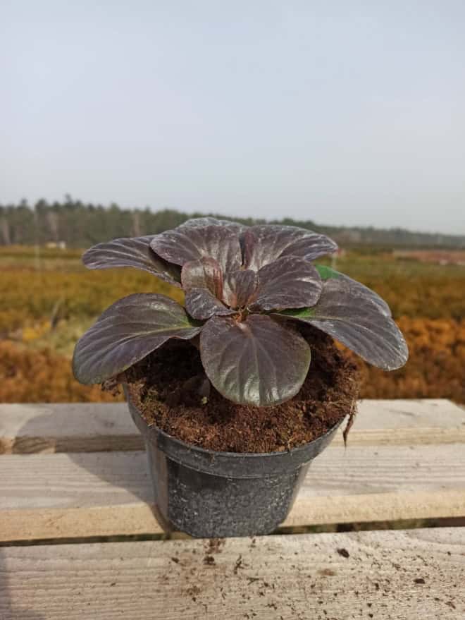 Bergenia BACH - Różowa Bergenia cordifolia 'Bach' 2