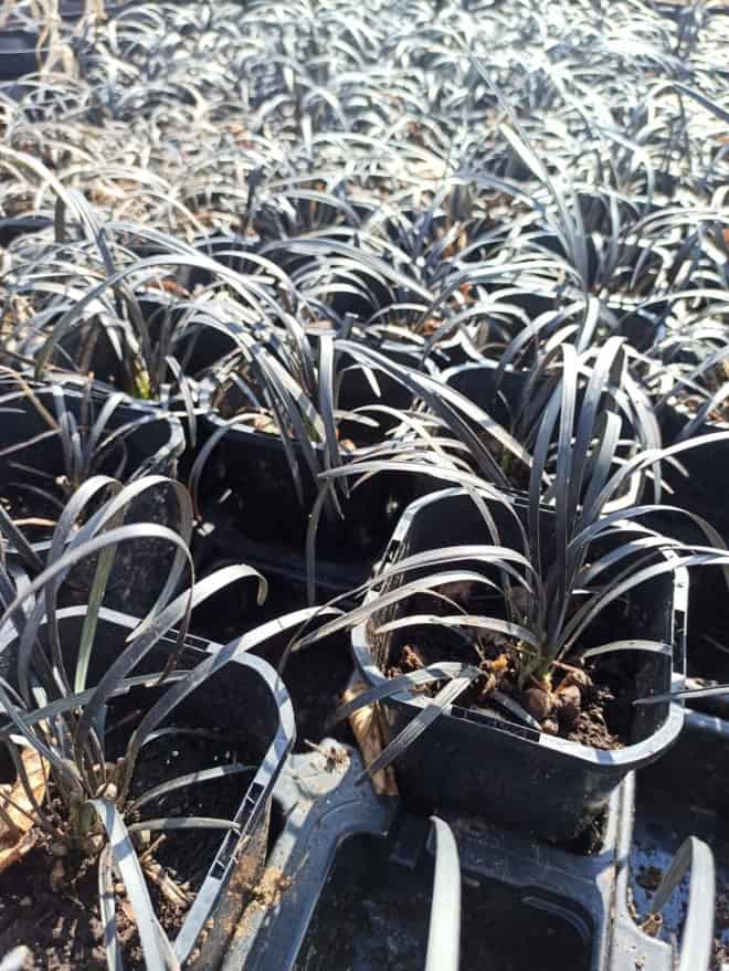 Konwalnik płaskopędowy Nigerscens - Czarna trawa Niger Ophiopogon planiscapus 'Nigerescens' 2