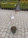 Magnolia Betty Magnolia Betty 2