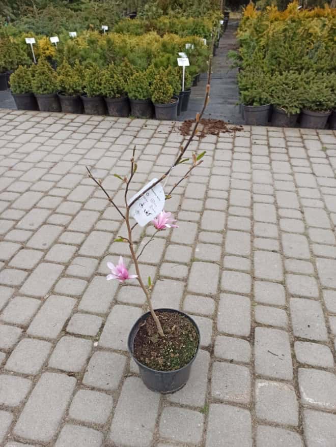 Magnolia Betty Magnolia Betty 2