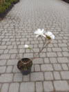 Magnolia Gwiaździsta Magnolia Gwiaździsta 2