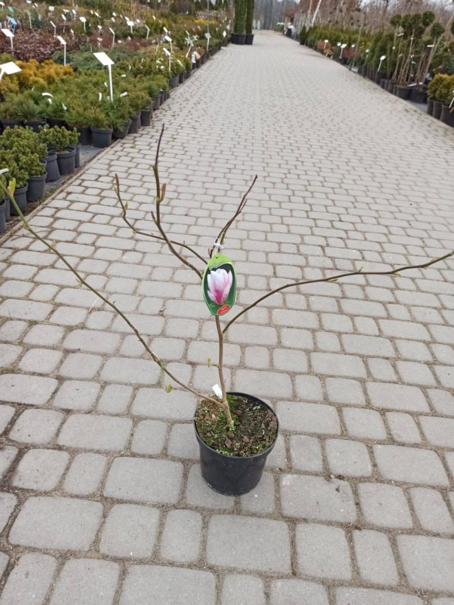 Magnolia pośrednia - biało-różowa Magnolia pośrednia 2