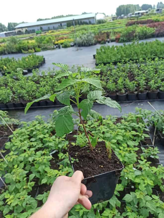 Jeżyna Thornfree Czarna - IDEALNA DLA POCZĄTKUJĄCYCH Rubus fruticosus 'Thrnfree' 3