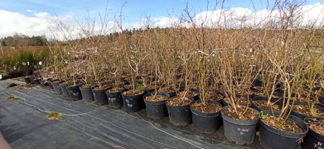 Borówka amerykańska TORO - 4 LETNIA Vaccinium corymbosum TORO - 4 LETNIA 2