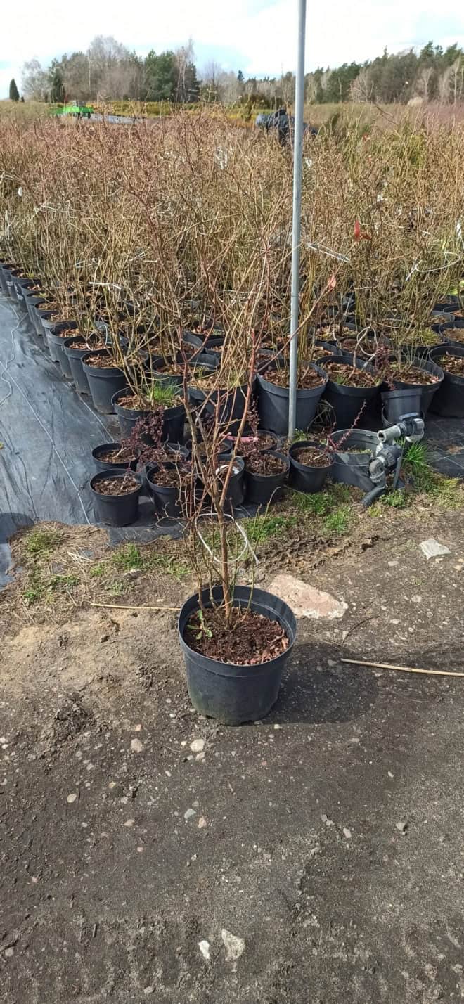 Borówka amerykańska TORO - 4 LETNIA Vaccinium corymbosum TORO - 4 LETNIA 3