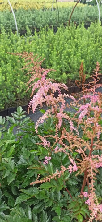 Tawułka arendsa Flanmigo (Astilbe) - Jasny róż Astilbe chinensis 'Flanmigo' 2