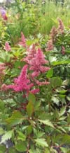 Tawułka chińska Astible - Mix kolorów - RÓŻNE ODMIANY Astilbe chinensis 7
