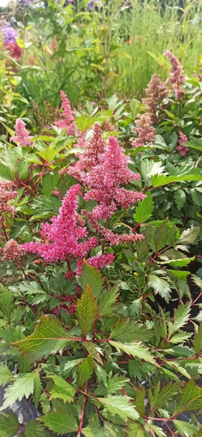 Tawułka chińska Astible - Mix kolorów - RÓŻNE ODMIANY Astilbe chinensis 7