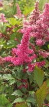 Tawułka chińska Astible - Mix kolorów - RÓŻNE ODMIANY Astilbe chinensis 5