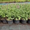Szałwia omszona Midnight Rose - różowa odmiana Salvia nemorosa 'Midnight Rose' 2