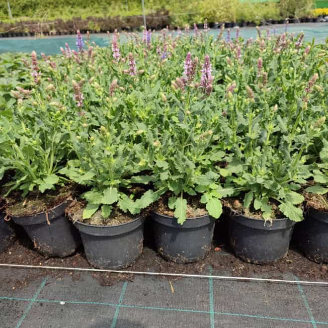 Szałwia omszona Midnight Rose - różowa odmiana Salvia nemorosa 'Midnight Rose' 2