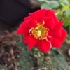 Róża pnąca SALSA Rosa 'Salsa' 6