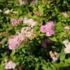 Tawuła japońska Little princess - piękna puszysta odmiana Spiraea japonica 'Little princess' 4