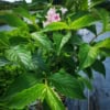 Krzewuszka cudowna Marjorie - dwukolorowe kwiaty Weigela florida 'Marjorie' 3