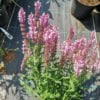 Szałwia omszona Midnight Rose - różowa odmiana Salvia nemorosa 'Midnight Rose' 3