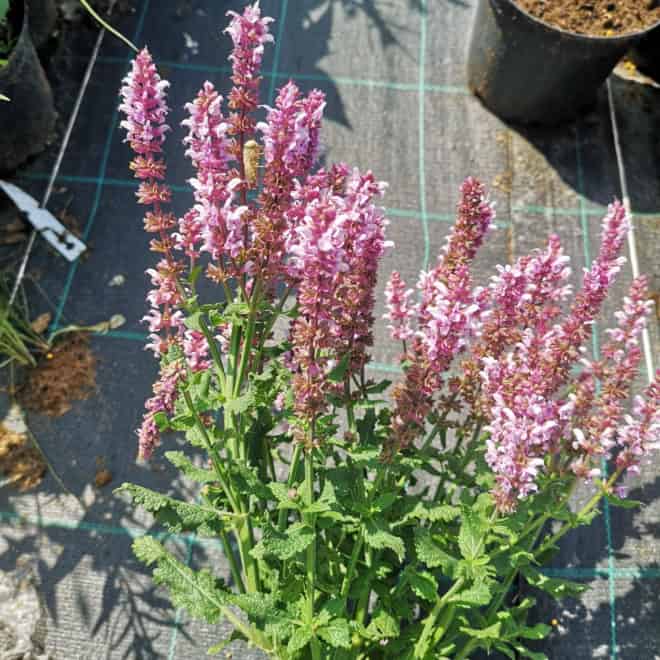 Szałwia omszona Midnight Rose - różowa odmiana Salvia nemorosa 'Midnight Rose' 3