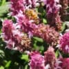 Szałwia omszona Midnight Rose - różowa odmiana Salvia nemorosa 'Midnight Rose' 5