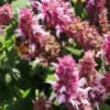 Szałwia omszona Midnight Rose - różowa odmiana Salvia nemorosa 'Midnight Rose' 4