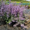 Kocimiętka Fassena Neptune - ODMIANA Z WIĘKSZYMI LIŚĆMI Nepeta Faassenii 'Neptune' 8