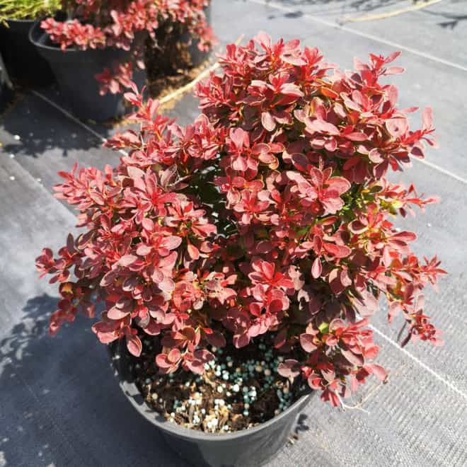 Berberys Thunberga Coral Maja - czerwona kulka Berberis Thunbergii 'Coral Maja' 4