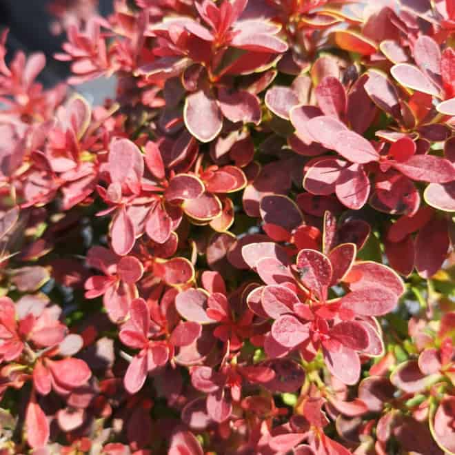 Berberys Thunberga Admiration - czerwony kulisty Berberis Thunbergii 'Admiration' 4