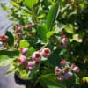 Borówka amerykańska DARROW - NAJSŁODSZA ODMIANA Vaccinium corymbosum 'DARROW ' 7