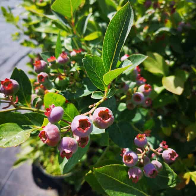 Borówka amerykańska BRIGITTA - PÓŹNA ODMIANA Vaccinium corymbosum 'BRIGITTA' 3