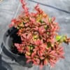 Berberys Thunberga Admiration - czerwony kulisty Berberis Thunbergii 'Admiration' 3