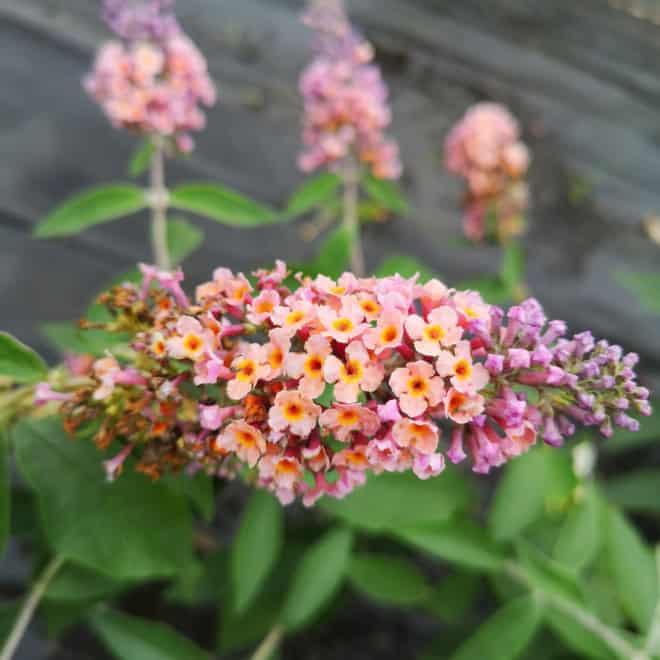 Budleja Flower Power - dwukolorowe kwiaty UNIKAT Budleii davidii 'Flower power' 2