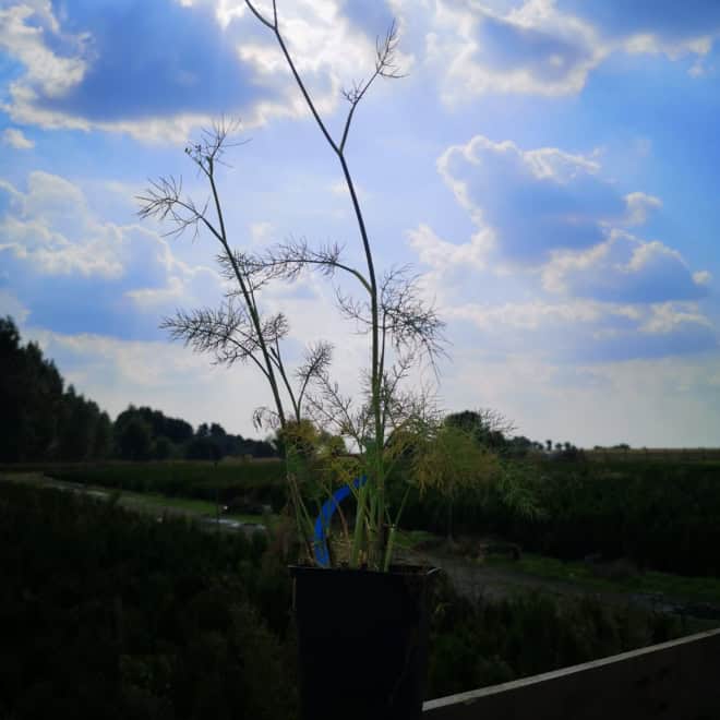 Fenkuł włoski - Koper słodki do ogrodu Foeniculum vulgare 2