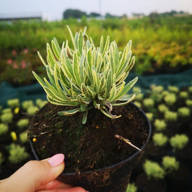 Lawenda Platinum Blonde (lavendula) - wyjątkowe liście Lawendula angustifolia 'Platinum Blonde' 9