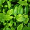 Prusznik blady 'Marie Simon'- Różowe puszki Ceanothus 'Marie Simon' 2