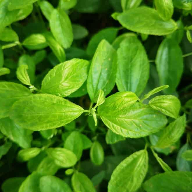 Prusznik blady 'Marie Simon'- Różowe puszki Ceanothus 'Marie Simon' 2