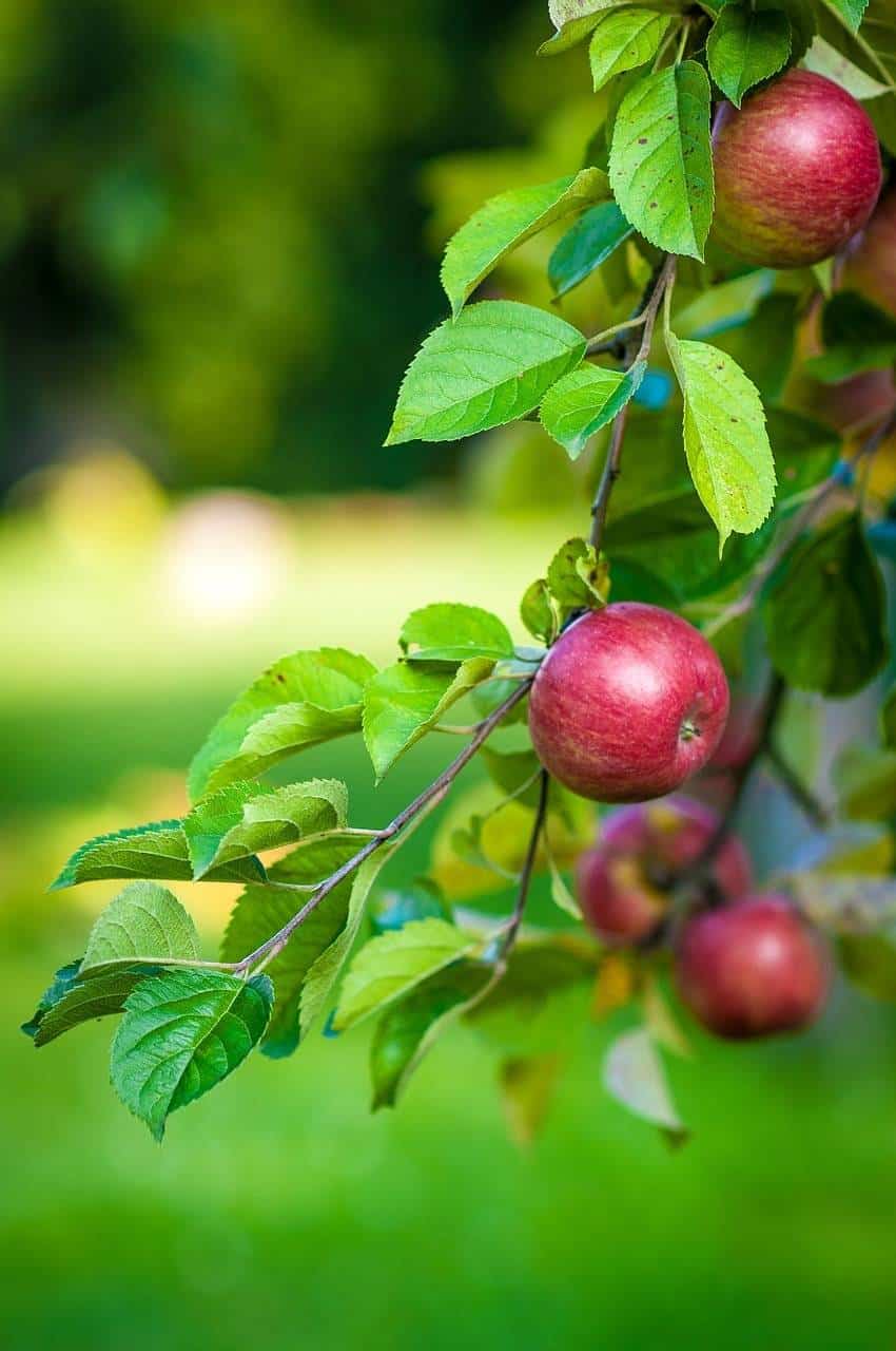 Jabłoń MALINOWA OBERLANDZKA - NAJCZERWIEŃSZA Malus MALINOWA OBERLANDZKA 1