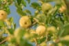 Jabłoń KRONSELSKA - smaczna i stara odmiana! Malus KRONSELSKA 2