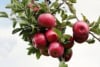 Jabłoń LOBO - jesienna i deserowa odmiana Jabłoni! Malus LOBO 1